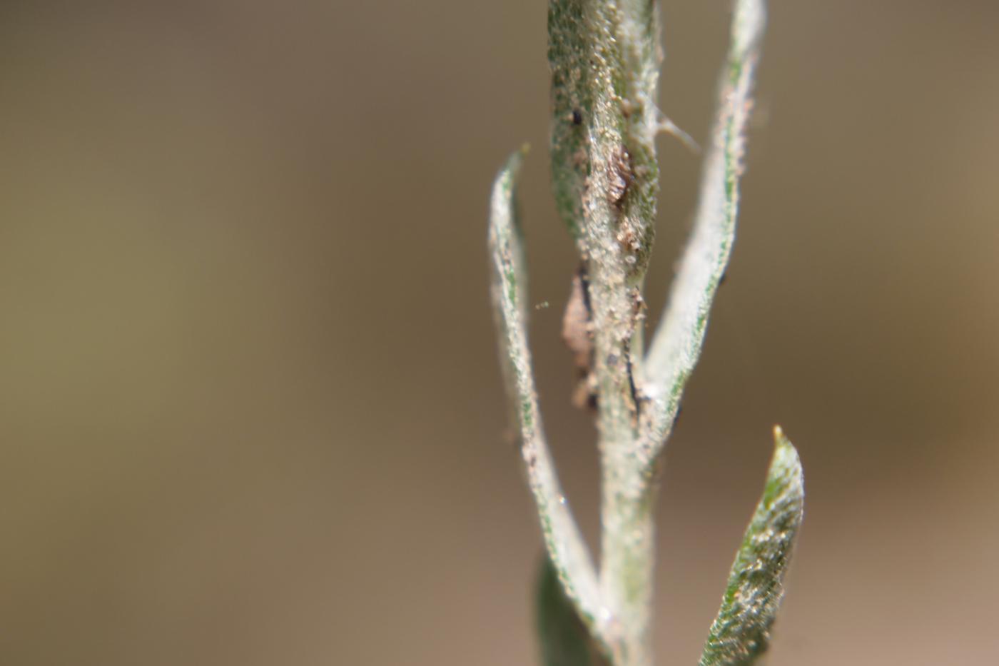 Cudweed, Slender leaf